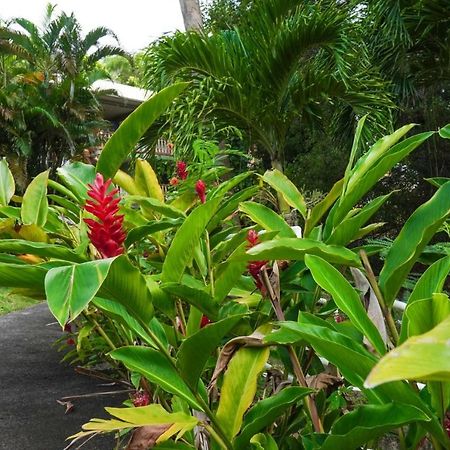 Color Garden - Studio Martinique Sainte-Anne Exteriör bild
